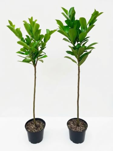 2 Stück Kirschlorbeer-Stämmchen, Prunus l. Rotundifolia (Höhe: 120-130 cm), immergrün und winterhart + Dünger