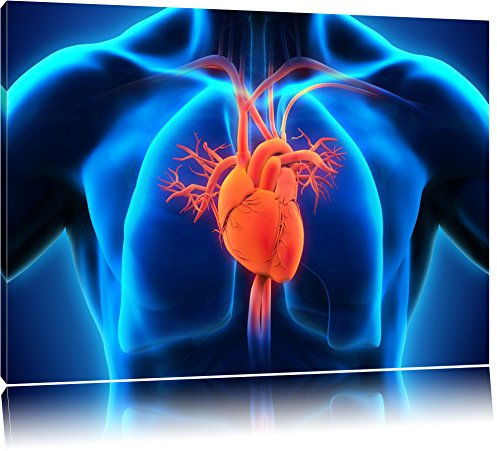 Pixxprint Herz des Menschen, Größe: 120x80cm, Leinwandbild, fertig gespannt, Wandbild, Dekoration, Kunstdruck, kein Poster