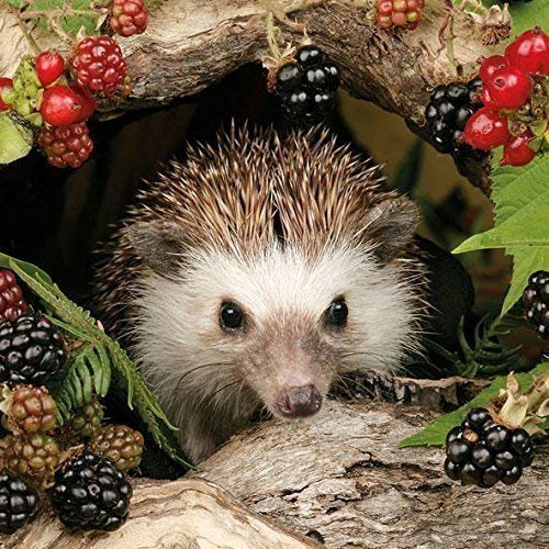 Ambiente Servietten Lunch / Party / ca. 33x33cm Herbst - Autumn - Hedgehog - Igel - Balckberries -Brombeeren