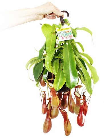 Plantes carnivores - Nepenthes alata