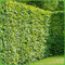 Hainbuche/Weißbuche - Carpinus betulus - Laubhecke schnellwachsend winterhart schnittverträglich Heckenpflanze - Hainbuchenhecke von Garten Schlüter - Pflanzen in Top Qualität