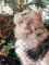 Girafus Pro-Track-tor - Ultra-Lightweight Cat Finder (ONLY 0.28oz) - No Monthly Fees - 1600ft Range RF Tracker - Works Where GPS Fails - Find Hidden Cats Anywhere