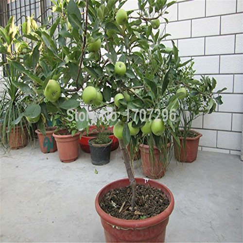 Apfelsamen Bonsai Apfelbaum-Samen - 10 PC/Los