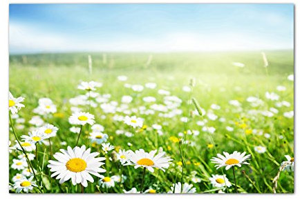 120x80cm Gänseblümchen Wiese Frühling Himmel - Leinwandbild auf Keilrahmen modern stilvoll - Bilder und Dekoration