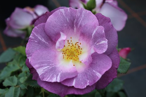 Beetrose Blue for You ® Containerrosen im großen 7,5 Liter Topf