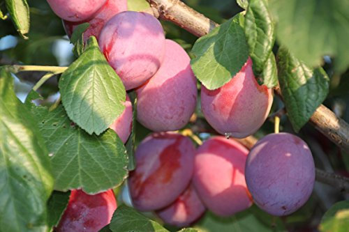 Pflaume Königin Victoria Busch im 7,5 l Topf, 60 cm Stammhöhe