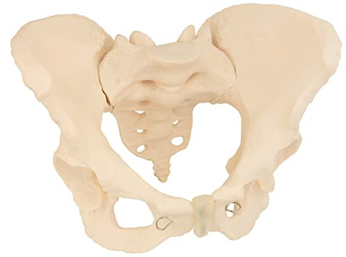 MedMod Skelett Anatomie Modell weiblicher Beckenboden, Lebensgroßes weibliches Becken, 24 x 17 x 16 cm, detailgetreues Anatomiemodell für Schule, Universität