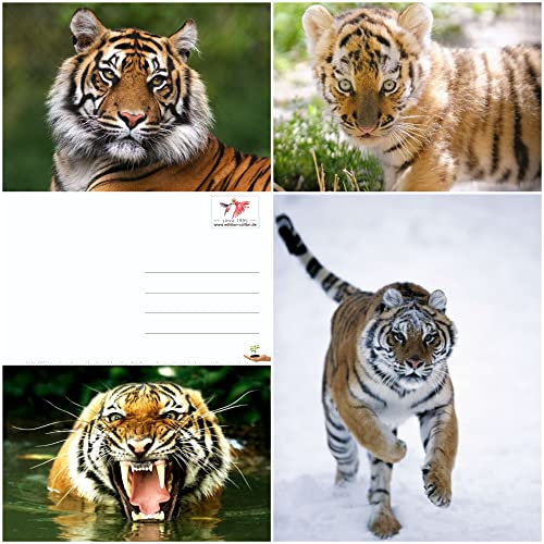 Edition Colibri TIGER Postkarten-Set (4 Postkarten) im Format DIN A 6 (14,8 x 10,5 cm)