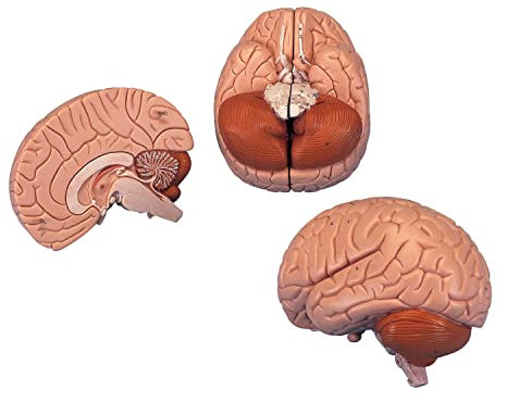 3B Scientific Menschliche Anatomie - Gehirnmodell, 2-teilig + kostenlose Anatomie App - 3B Smart Anatomy, C15