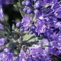 Caryopteris 'Kew Blue' 15cm Pot Size