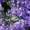Caryopteris 'Kew Blue' 15cm Pot Size