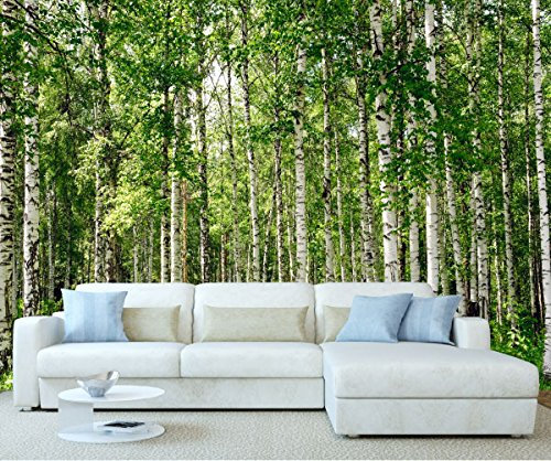 StickersWall Birch Tree Forest Nature Landscape Scenery Wall Mural Photo Wallpaper Picture Self Adhesive 1012 (342cm(W) x 242cm(H))