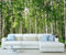 StickersWall Birch Tree Forest Nature Landscape Scenery Wall Mural Photo Wallpaper Picture Self Adhesive 1012 (342cm(W) x 242cm(H))