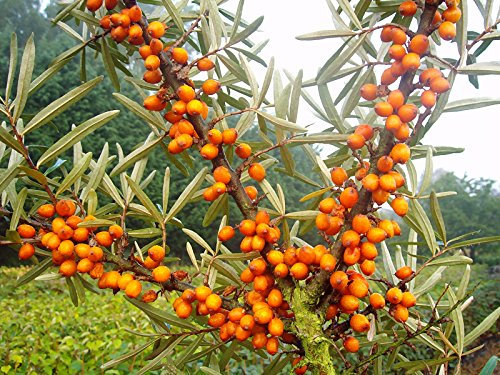 Sanddorn Busch-Baum Friesdorfer Orange leicht säuerlich 50-60 cm orange-rotes Beerenobst Wildobst 1 Pflanze