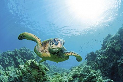 1art1 Unterwasserwelt Meeres-Schildkröte Über Sonnendurchflutetem Korallenriff Selbstklebende Fototapete Poster-Tapete 180x120 cm