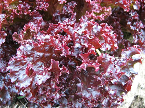 Pack Vegetable Garden Seed Lettuce 'Lollo Rossa' King's Seeds RHS AGM
