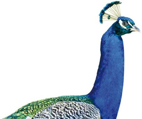 Wandtattoo Pfau Wandsticker Vogel Tier Fauna Bunt Federn 15 x 14 cm