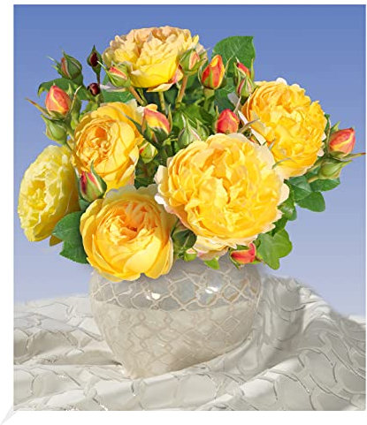 BALDUR Garten Beet-Rose Château de Cheverny® 1 Pflanze, Duftrose, Beetrosen, winterhart, blühend, Schnittblume, Rosa Hybride, resistent gegen Krankheiten und Frost