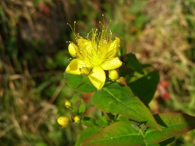 Seedeo Johanniskraut (Hypericum perforatum) 300 Samen