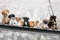 Hunde auf Stahlträger - New York Skydogs - Spaß Städte Welpen Poster Plakat Druck - Grösse 91,5x61 cm