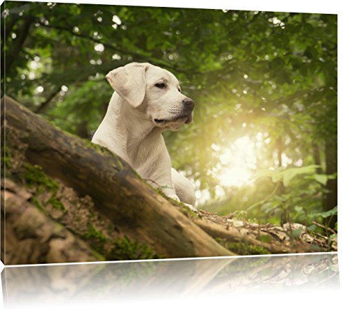 Pixxprint Labrador Welpe im Wald, Größe: 80x60cm, Leinwandbild, fertig gespannt, Wandbild, Dekoration, Kunstdruck, kein Poster