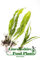 Lincolnshire Pond Plants Ltd Java Fern Microsorium pteropus Live Aquarium Plants (5)