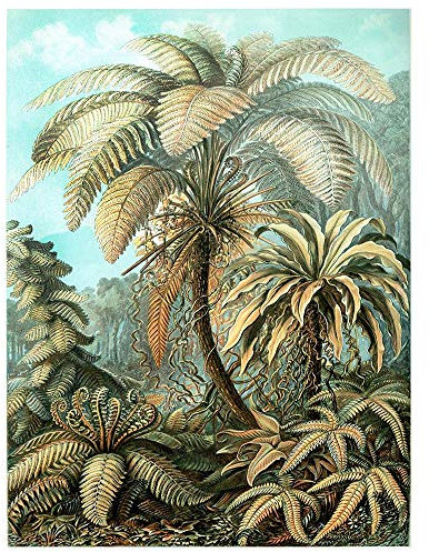 Wee Blue Coo Nature Biology Fern Ernst Haeckel Germany Vintage Advertising Art Print Poster Wall Decor Kunstdruck Poster Wand-Dekor-12X16 Zoll