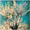 ARTland Wanddeko Wandbild Alu Verbundplatte für Innen & Outdoor Bild 50 x 50 cm Innere Ruhe Wellness Pflanzen Blumen Pusteblume Wasser Regen Tau Abstrakt S8TE