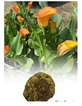 1 Zantedeschia Flame Calla (Arum) Lily Bulbs/Rhizomes Size 18/20 Stunning Summer Flowering Perennial : - by GARTHWAITE NURSERIES® : - UK Stockist