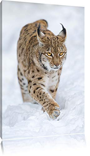 Pixxprint Luchs im Schnee, Größe: 60x40cm, Leinwandbild, fertig gespannt, Wandbild, Dekoration, Kunstdruck, kein Poster