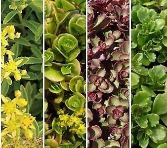 Pack X12 Sedum 'Mixed Varieties' Garden Plug Plants !