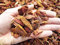 ecorce de pin rouge portugais 15/30 mm (5 kg - c.ca 25 lt)