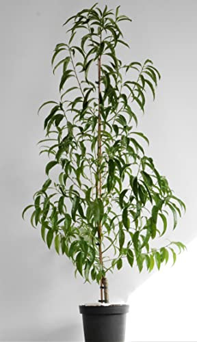 Müllers Pfirsich 'Red Haven' ca. 150 cm im 7,5 Liter Topf