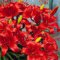 Asiatische Lilie Prunotto - 3 blumenzwiebeln