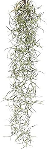 Spanish Moss Terrarium Tillandsia Usneoides Plant