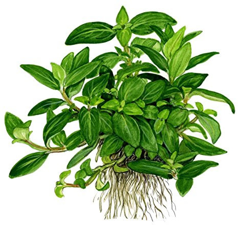 Tropica 1-2-GROW! Staurogyne repens - In-Vitro Aquariumpflanze