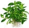 Staurogyne Repens Aquarium Plant Gel Pot