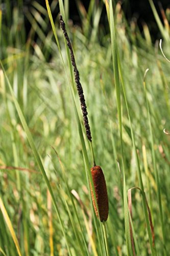 WASSERPFLANZEN WOLFF - Typha angustifolia - Schmalblättriger Rohrkolben - QUALITÄTSSTAUDE im 9x9cm Topf durchwurzelt - heimisch - winterhart