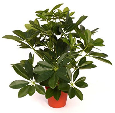 Schefflera Baby-Busch Kunstpflanze ca. 55cm hoch - Künstliche Strahlenaralie im Topf