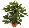 Schefflera Baby-Busch Kunstpflanze ca. 55cm hoch - Künstliche Strahlenaralie im Topf