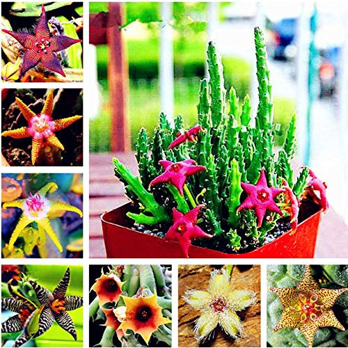 100pcs Stapelia Seeds Fünf Lithops Mix Sukkulenten Samen Seltene Frische Bonsaipflanzen für Haus und Garten Blumentöpfe Pflanz freies Schiff