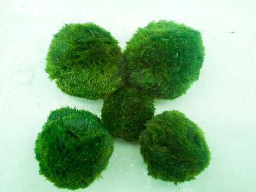Marimo Moss Ball Boule de mousse pour aquarium Grande taille 5-7 cm