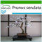 SAFLAX - Bonsai - Japanische Blütenkirsche - 30 Samen - Mit keimfreiem Anzuchtsubstrat - Prunus serulata