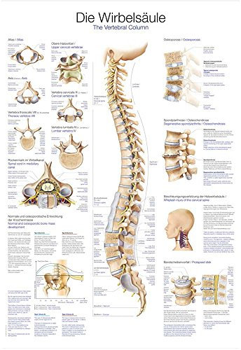 anatomische Lehrtafel Die Wirbelsäule Anatomie Poster, Lehrposter, 70x100cm