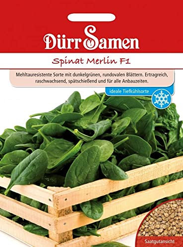 Spinat Samen Merlin F1 Spinatsamen ca 3000 Korn Saatgut Gemüse Gründüngung Balkon Garten Hochbeet Kübel Dürr Samen