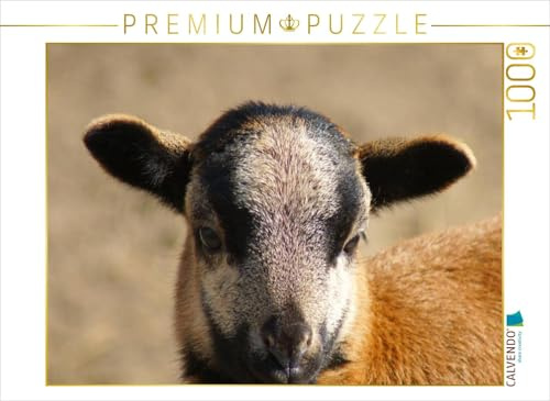 CALVENDO Puzzle Kamerunschaf Lämmchen | 1000 Teile Lege-Größe 64 x 48 cm Foto-Puzzle für glückliche Stunden