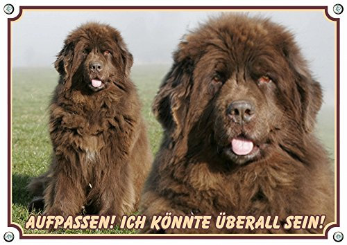 Petsigns Hundewarnschild - Neufundländer als Collage - stabiles Metallschild bis DIN A3 bestellbar, DIN A5