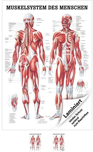 Rüdiger Menschliches Muskelsystem Lehrtafel Anatomie 100x70 cm medizinische Lehrmittel