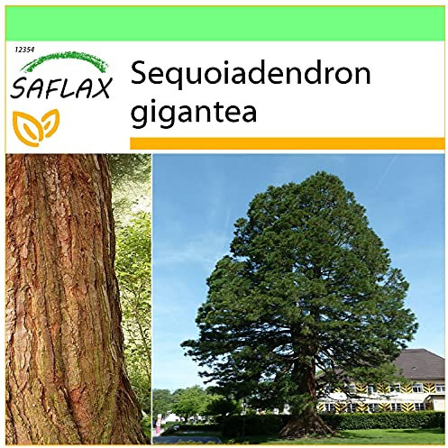 SAFLAX - Sequoia gigante - 50 semi - Sequoiadendron gigantea