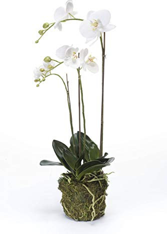 artplants.de Künstliche Orchidee Phalaenopsis Pabla im Erdballen, weiß - gelb, 70cm - Hochwertige Kunstorchidee